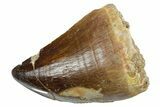 Fossil Mosasaur (Thalassotitan) Tooth - Morocco #353255-1
